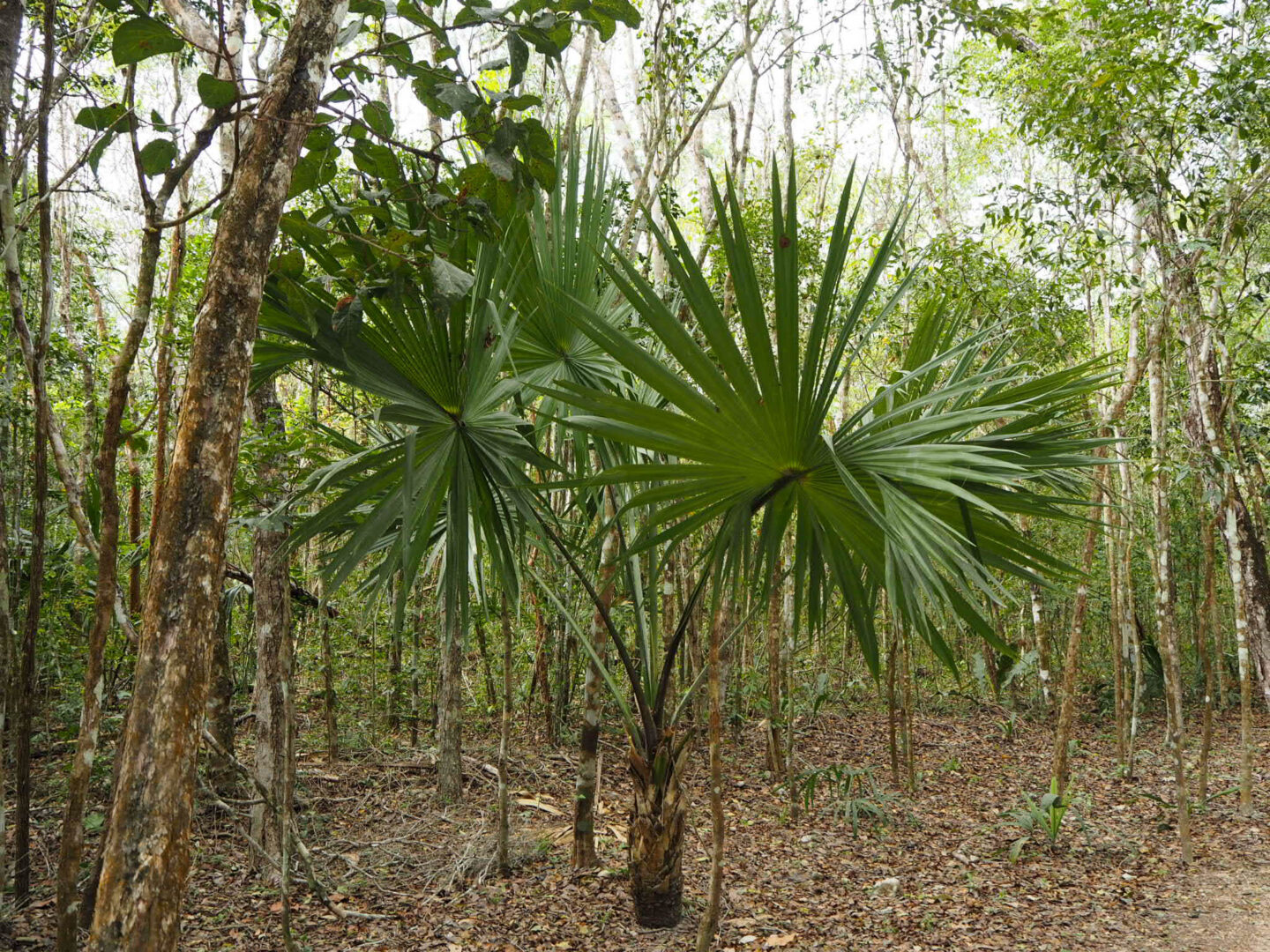 Coba Mexico jungle plant