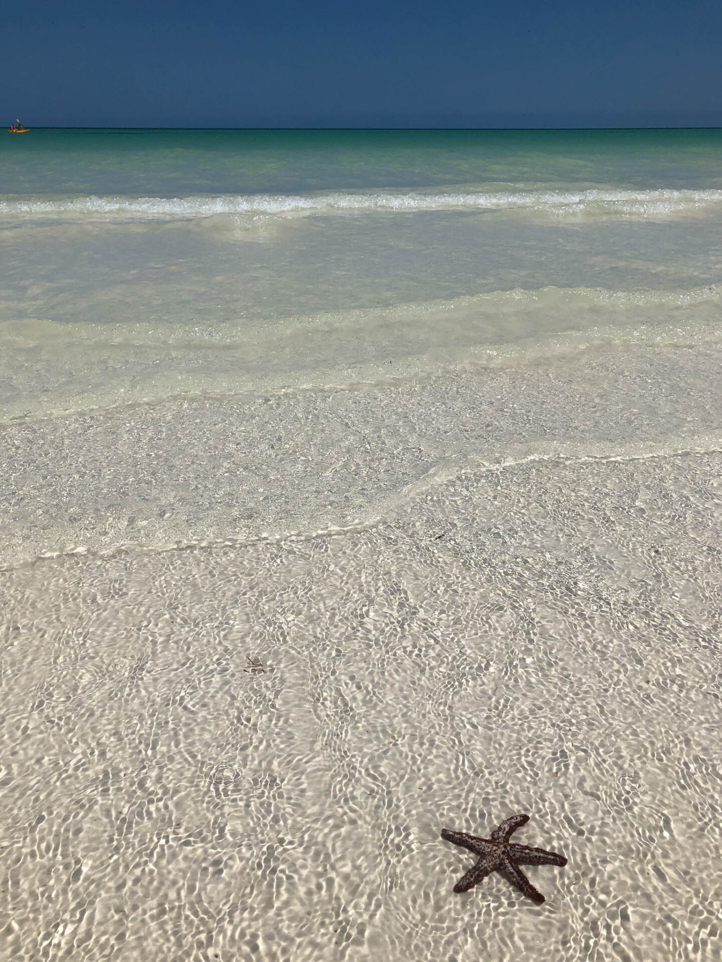 Holbox Mexico starfish on the sand