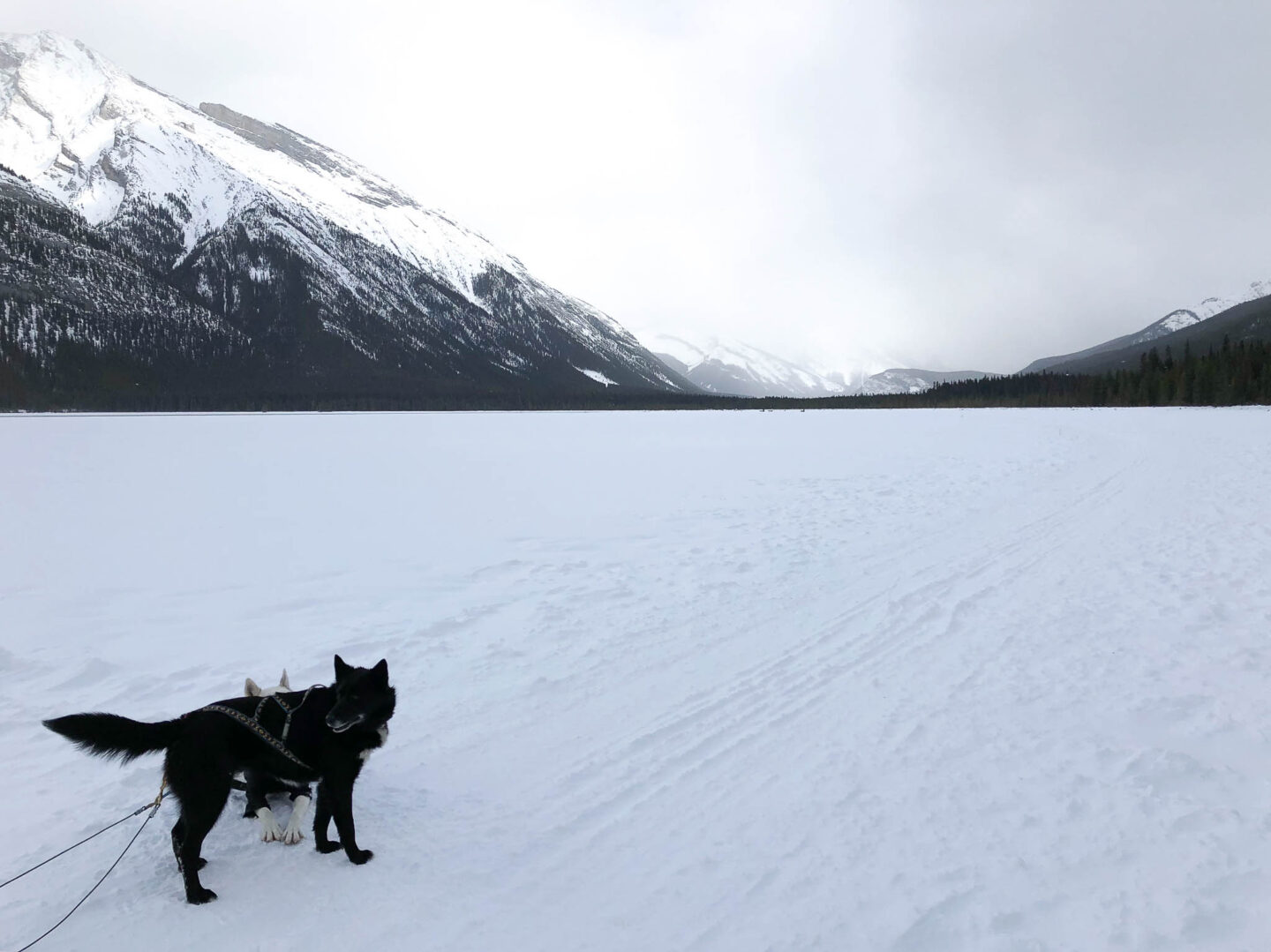 Banff dog sledding