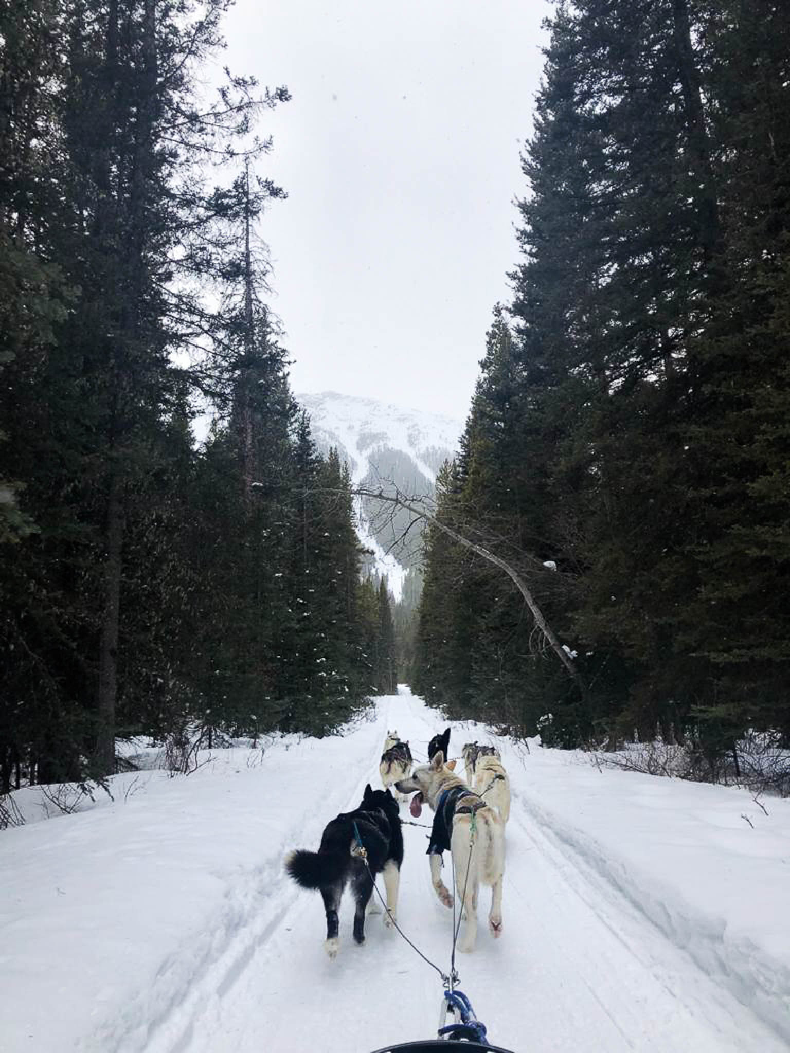 Banff dog sledding forest