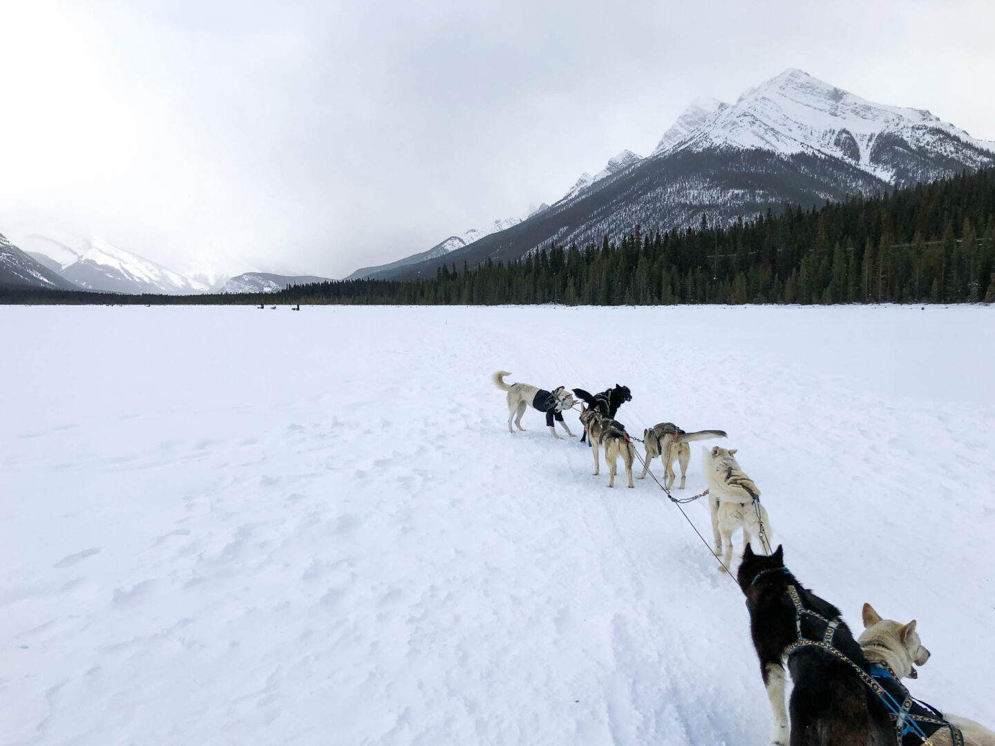 Banff dog sledding frozen lake