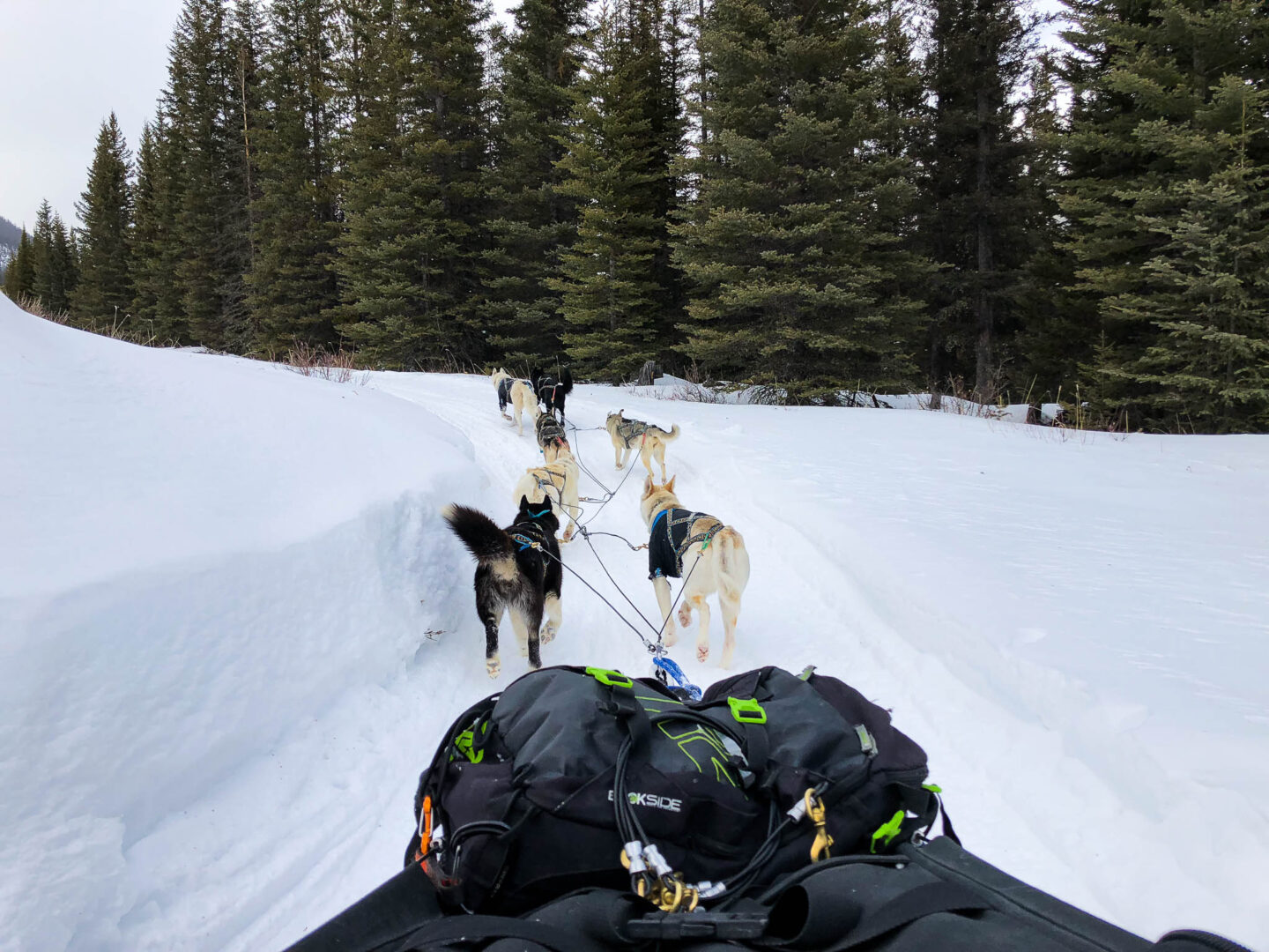 Banff dog sledding on route