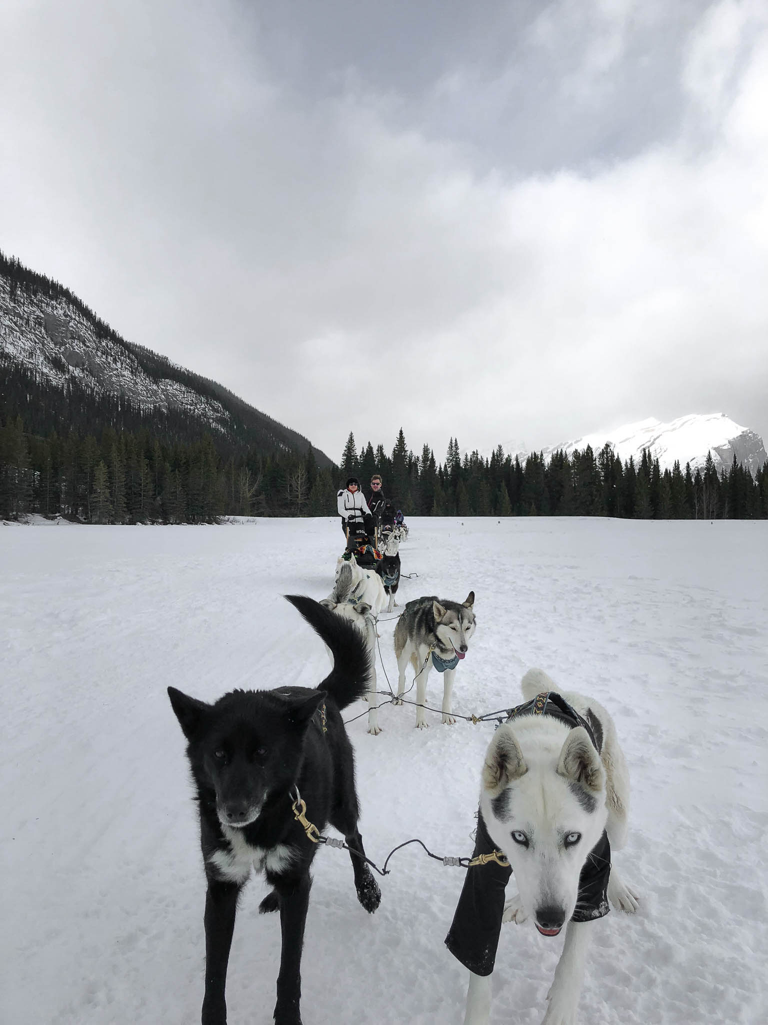 Banff dogsledding close up