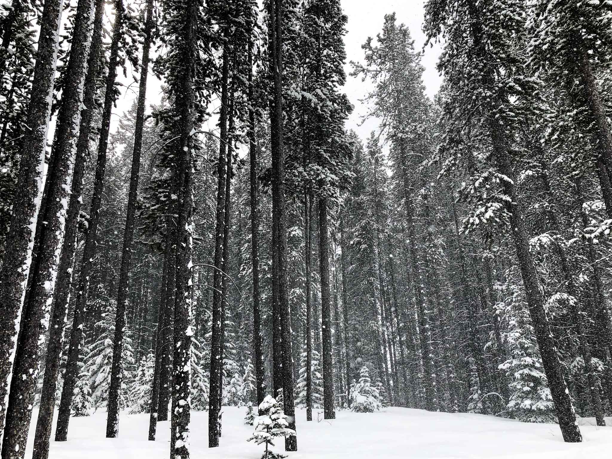 Banff enchanted forest