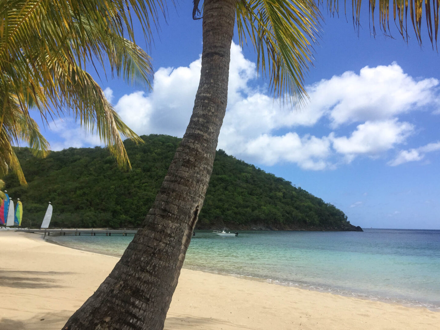 Antigua Carlisle Bay palm tree