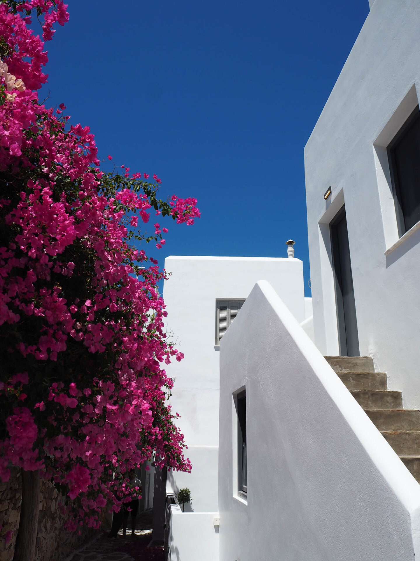 Paros bougainvillea