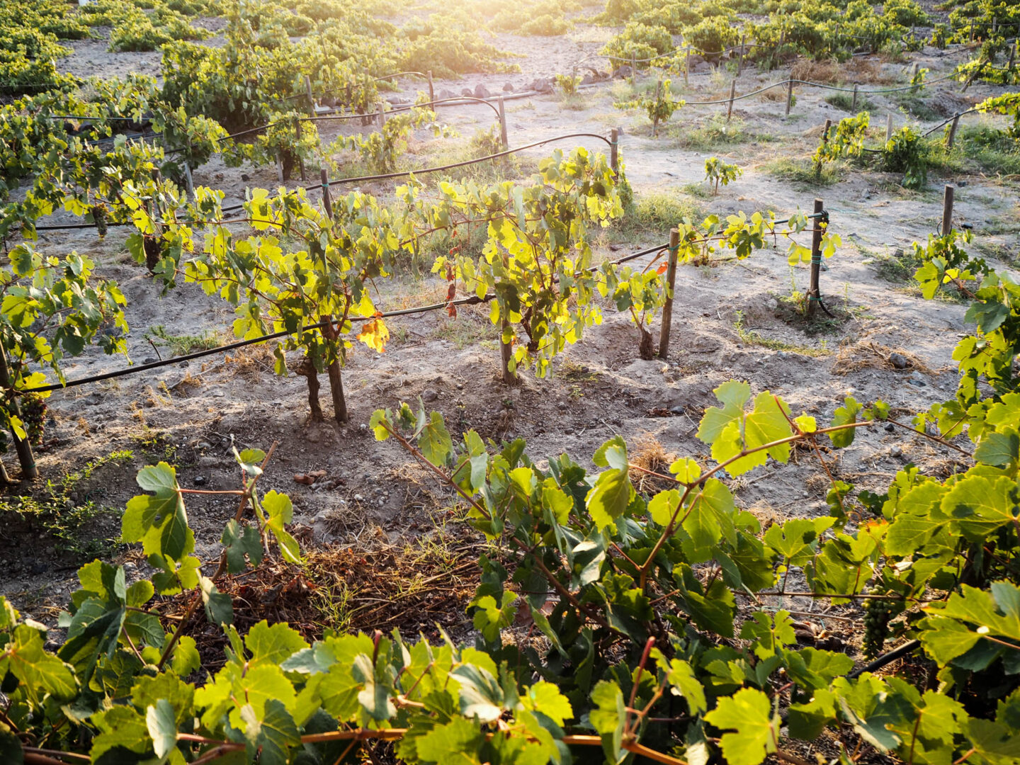 Santorini Sigalas winery field