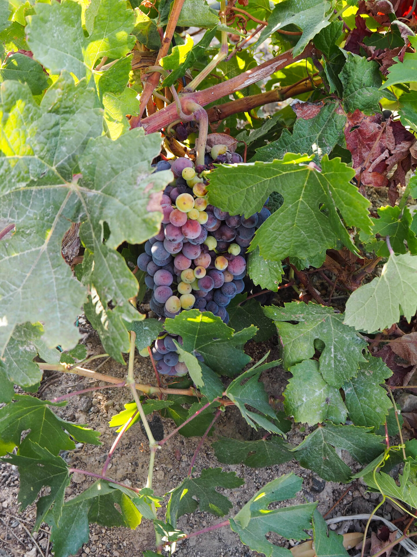 Santorini Sigalas winery vine