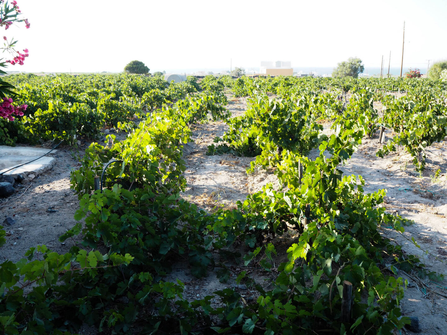 Santorini Sigalas winery vineyard