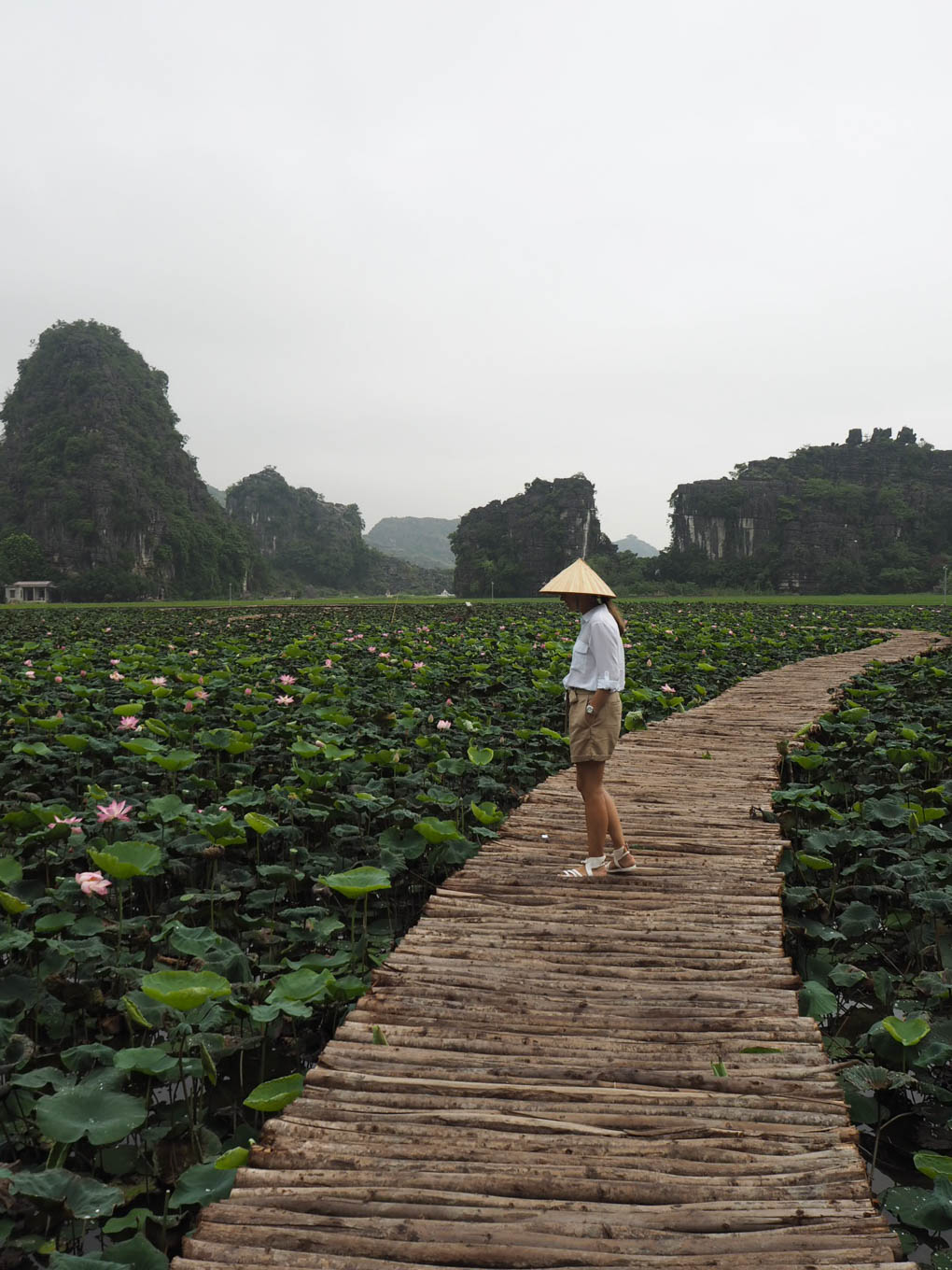 Vietnam Ninh Binh Hang Mua lotus pond 1
