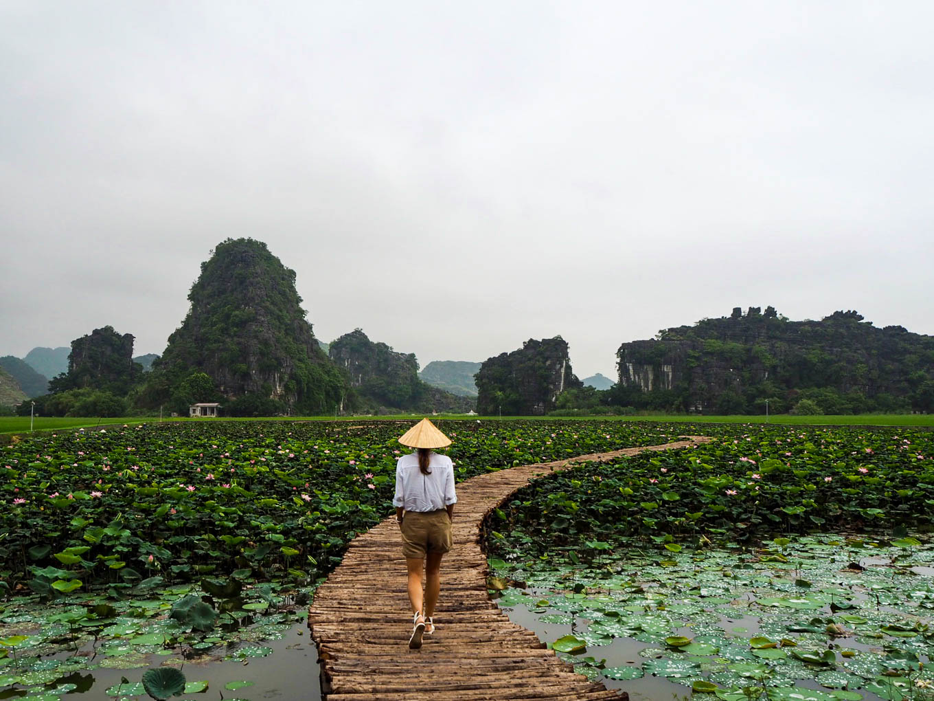 Vietnam Ninh Binh Hang Mua lotus pond 2