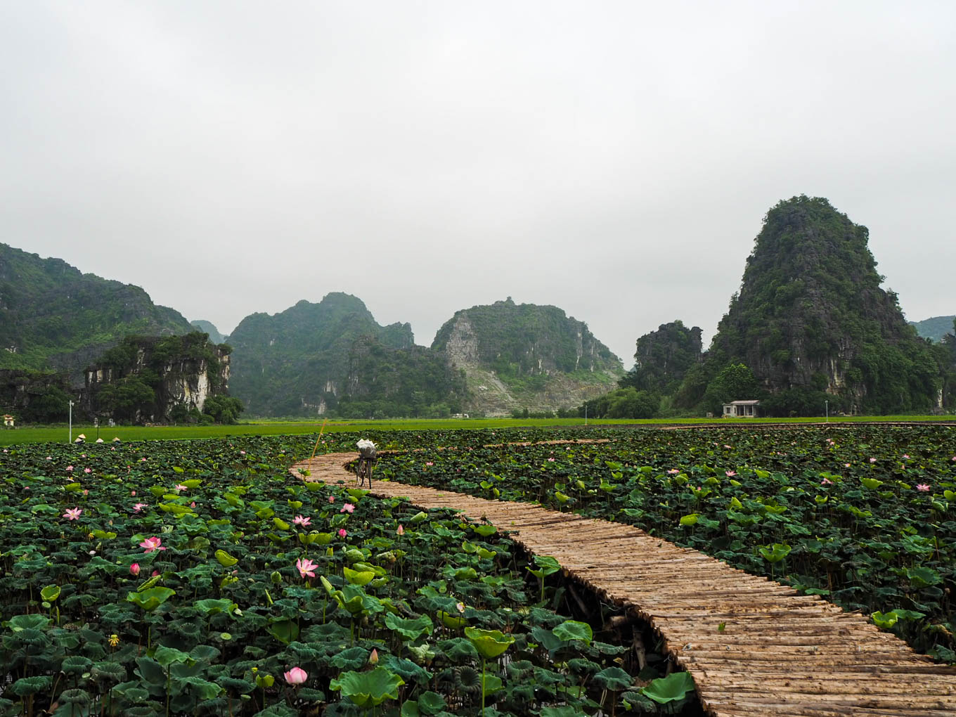 Vietnam Ninh Binh Hang Mua lotus pond 3